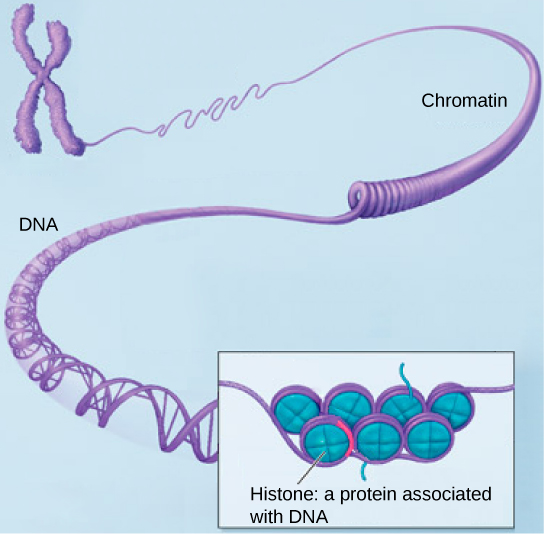 Part a: In this illustration, DNA tightly coiled into two thick cylinders is shown in the upper right. A close-up shows how the DNA is coiled around proteins called histones. Part b: This image shows paired chromosomes.