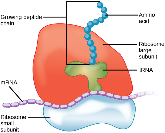 The ribosome consists of a small subunit and a large subunit, which is about three times as big as the small one. The large subunit sits on top of the small one. A chain of mRNA threads between the large and small subunits. A protein chain extends from the top of the large subunit.