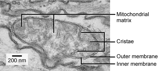 Esta micrografia eletrônica de transmissão de uma mitocôndria mostra uma membrana externa oval e uma membrana interna com muitas dobras chamadas cristas. Dentro da membrana interna há um espaço chamado matriz mitocondrial.