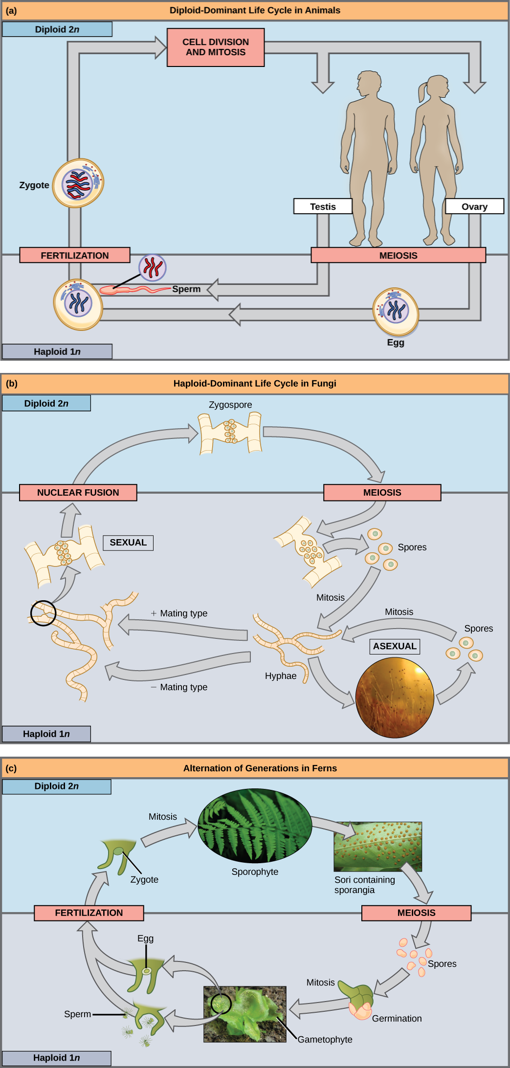 La parte A muestra el ciclo de vida de los animales. A través de la meiosis, los machos adultos producen espermatozoides haploides (1n) y las hembras adultas producen óvulos haploides. Tras la fertilización, se forma un cigoto diploide (2n), que se convierte en un adulto a través de la mitosis y la división celular. La parte b muestra el ciclo de vida de los hongos. En los hongos, la cigospora diploide (2n) sufre meiosis para formar esporas haploides (1n). La mitosis de las esporas se produce para formar hifas. Las hifas pueden someterse a reproducción asexual para formar más esporas, o forman tipos de apareamiento más y menos que se someten a fusión nuclear para formar una cigospora. La parte c muestra el ciclo de vida de las plantas de helecho. El cigoto diploide (2n) sufre mitosis para producir el esforófito, que es la planta familiar, frondosa. Se forman esporangios en la parte inferior de las hojas del esforófito. Los esporangios se someten a meiosis para formar esporas haploides (1n). Las esporas germinan y se someten a mitosis para formar un gametofito multicelular y frondoso. El gametofito produce óvulos y espermatozoides. Tras la fecundación, el óvulo y el esperma forman un cigoto diploide.