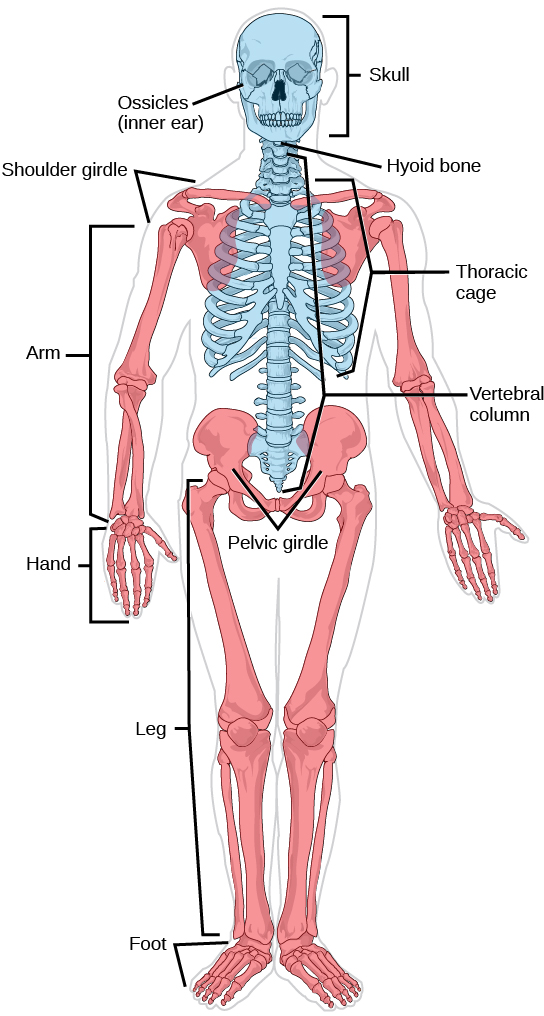 En un esqueleto humano, las partes del esqueleto axial están resaltadas en azul. El esqueleto apendicular, que consiste en brazos, piernas, huesos del hombro y la faja pélvica, está resaltado en rojo.