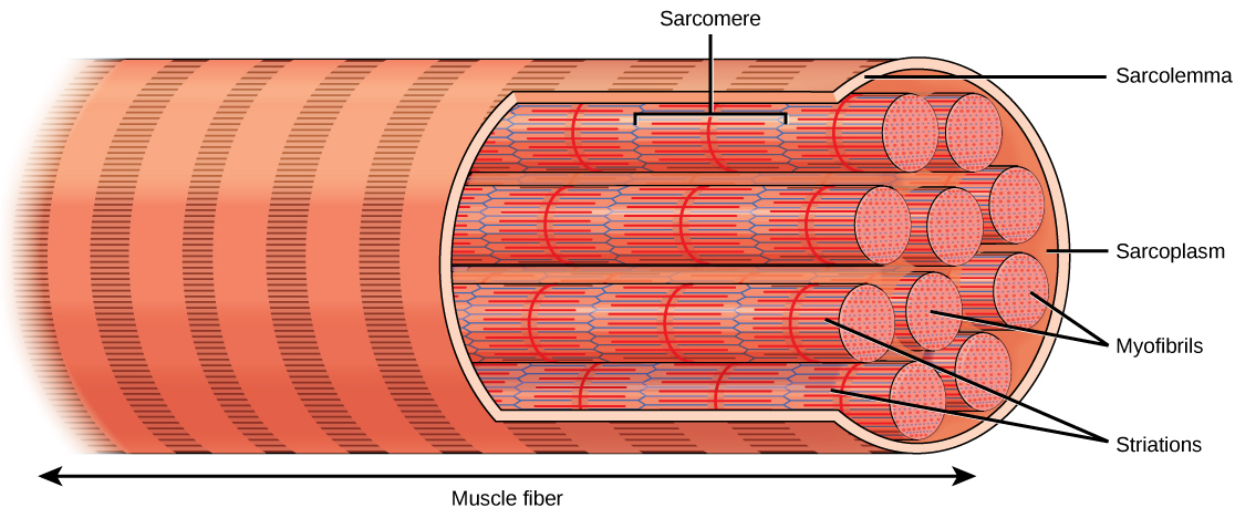 La ilustración muestra una célula muscular esquelética tubular larga que recorre la longitud de una fibra muscular. Los haces de fibras llamadas miofibrillas corren a lo largo de la célula. Las miofibrillas tienen una apariencia de bandas.