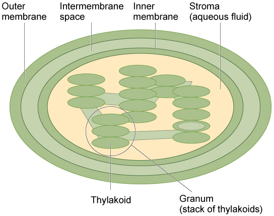 Esta ilustração mostra um cloroplasto, que tem uma membrana externa e uma interna. O espaço entre as membranas externa e interna é chamado de espaço intermembranar. Dentro da membrana interna existem estruturas planas em forma de panqueca chamadas tilacóides. Os tilacóides formam pilhas chamadas grana. O líquido dentro da membrana interna é chamado de estroma, e o espaço dentro dos tilacóides é chamado de espaço tilacóide.