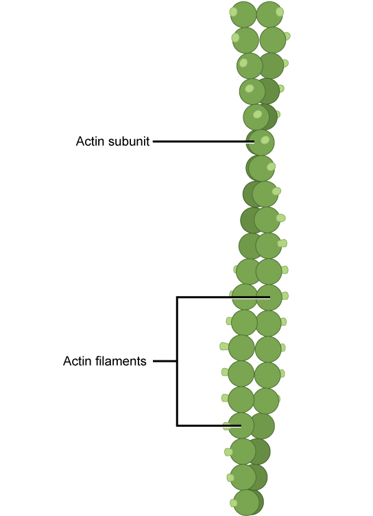 Esta ilustração mostra dois filamentos de actina enrolados juntos. Cada filamento de actina é composto por muitas subunidades de actina conectadas entre si para formar uma cadeia.