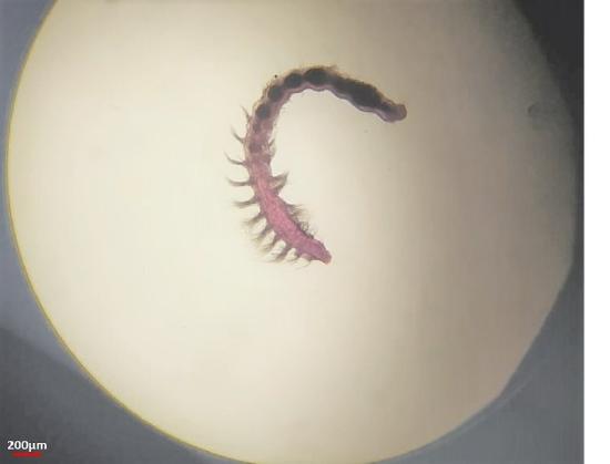 Polychaete worm