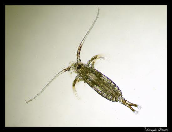 Copepod