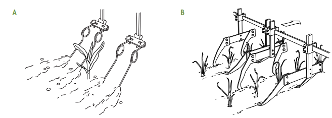 Multiweeder Spring 4.8.4: Basket Weeders - Biology LibreTexts