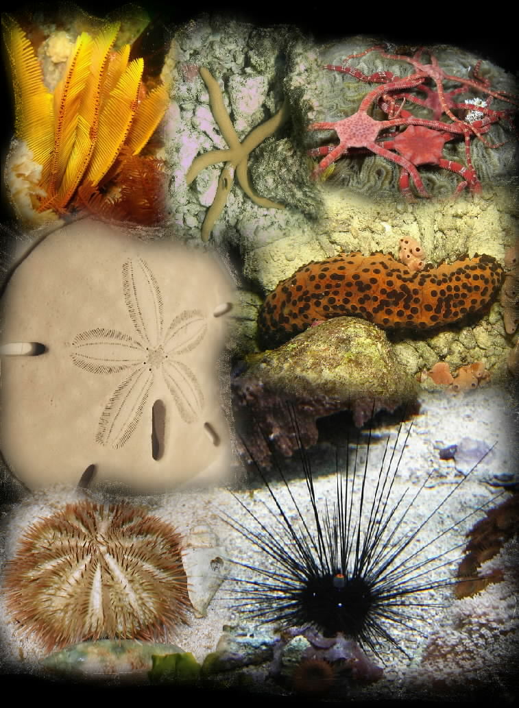 various echinoderms