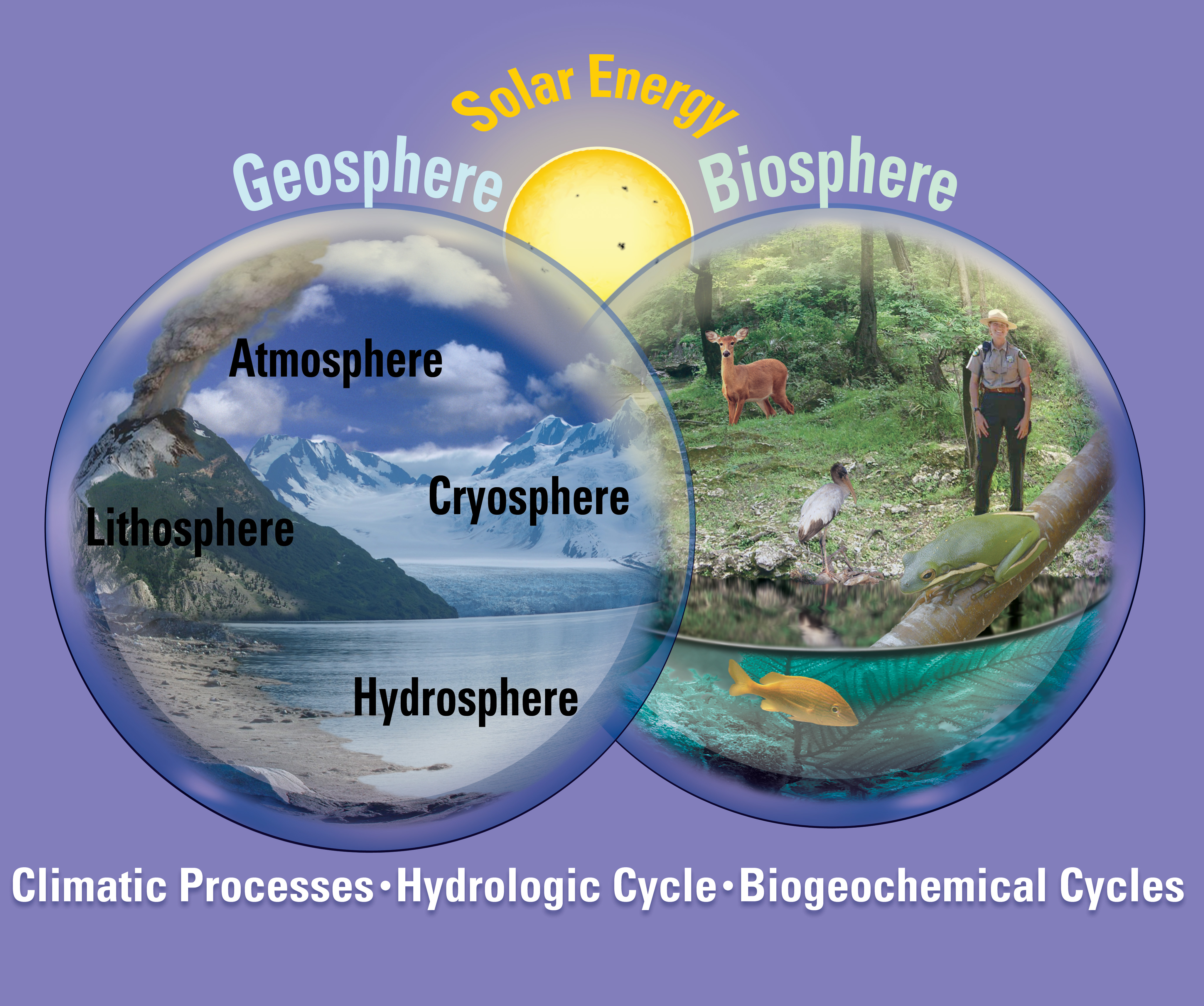 biogeochemical cycling.jpg