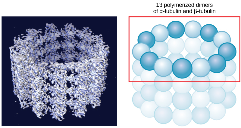 La partie gauche de cette figure est un modèle moléculaire de 13 dimères polymérisés d'alpha- et de bêta-tubuline assemblés pour former un tube creux. La partie droite de cette image montre la structure de la tubuline sous la forme d'un anneau de sphères reliées entre elles.