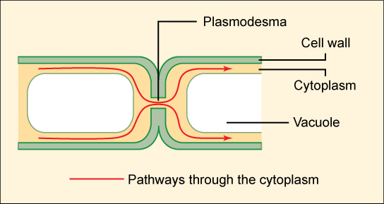 Cette illustration montre deux cellules végétales côte à côte. Un espace dans la paroi cellulaire, un plasmodesme, permet aux fluides et aux petites molécules de passer du cytoplasme d'une cellule au cytoplasme de l'autre.