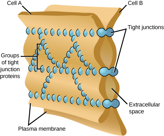يُظهر هذا الرسم التوضيحي غشاءين من الخلايا ملتصقين معًا بمصفوفة من الوصلات الضيقة.