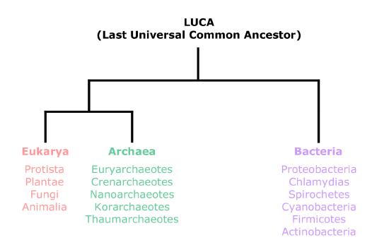 species of archaebacteria