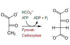 4: Carbohydrate Synthesis